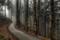 Asphalt road goes through a misty dark, pine tree forest Royalty Free Stock Photo