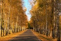 Asphalt road in golden autumn forest. Rows of birches along the road. Colorful vibrant treed corridor landscape during the autumn Royalty Free Stock Photo