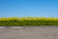 The asphalt road, the green grass and yellow rapeseed field, the blue sky, the skyline, the place for your text. Royalty Free Stock Photo