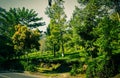 An asphalt road with green tree and tea plantations on the side road in puncak bogor Royalty Free Stock Photo