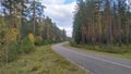 An asphalt road with markings and grassy shoulders winds through a pine forest. Young trees grow along the edges. The foliage has Royalty Free Stock Photo