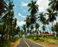 Asphalt road in the palm fields