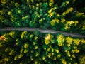 Asphalt Road or Path Trough Forest. Top Down Drone View