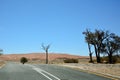 Asphalt road in perspective in the desert near dry trees on the background of hills Royalty Free Stock Photo