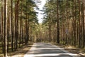 Asphalt road in a pine forest flooded with sunlight Royalty Free Stock Photo