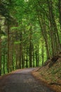 asphalt road through primeval beech forest of vihorlat in slovakia Royalty Free Stock Photo