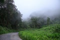 Asphalt road through rain forest covered with fog Royalty Free Stock Photo