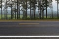 Asphalt road side view in forest