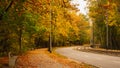 Asphalt road, sidewalk and tram rails passing through the forest. Colorful leafy trees. Fallen Leaves.