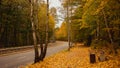 Asphalt road, sidewalk and tram rails passing through the forest. Colorful leafy trees. Fallen Leaves.