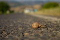 Asphalt road snail moving at high temperature Royalty Free Stock Photo