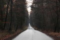 An asphalt road stretches into the distance in autumn forest