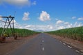 Asphalt Road in between sugarcane plantation field Royalty Free Stock Photo