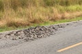 Asphalt road surface crack. Royalty Free Stock Photo