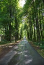 Asphalt road surrounded by green trees goes into the distance