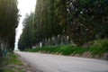 Asphalt road surrounded by trees in countryside Royalty Free Stock Photo