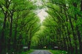 Asphalt road through tree tunnel Royalty Free Stock Photo