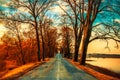 Asphalt road and tree tunnel Royalty Free Stock Photo