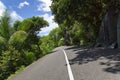 Asphalt road in tropical forest.