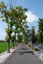 Asphalt road in the village, beside shady trees and rice fields, there are people walking at the end of the road