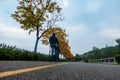 Asphalt road on which a cyclist rides. Autumn bike ride Royalty Free Stock Photo