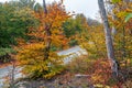 Asphalt road in yellow autumn forest Royalty Free Stock Photo