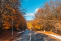 Asphalt road in yellow autumn forest Royalty Free Stock Photo