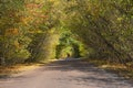 The asphalt roadway with the sunlight and colorful yellow leaves.Green trees road corridor in the autumn. The idea concept of