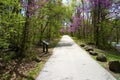 Asphalt sidewalk among spring, flowering trees