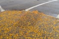 Asphalt street intersection with sweeping corner sidewalk and ramp all covered in small yellow leaves