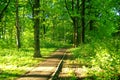 Asphalt track in the Park in spring Royalty Free Stock Photo