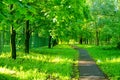 Asphalt track in the Park in spring Royalty Free Stock Photo