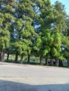 Asphalt trees and good weather. Back field and field cows