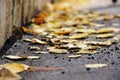 Asphalt walking path. autumn urban landscape, a black asphalt track, blur. yellow leaves of aspen, birch