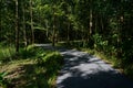 Asphalt way meandering through shady woods in sunny summer after Royalty Free Stock Photo