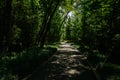 Asphalted path in shady woods of sunny summer Royalty Free Stock Photo