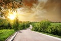 Asphalted road and birches