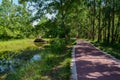 Asphalted way in shaded waterside woods of sunny summer Royalty Free Stock Photo