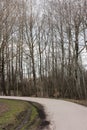 Asphalted winding pedestrian path in the forest with a car tire print in the mud in spring Royalty Free Stock Photo