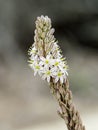 Asphodel Flowers in Andalucia in Spain Royalty Free Stock Photo