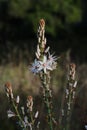 Asphodel flowers in bloom in Portugal. Asphodelus Aestivus Royalty Free Stock Photo