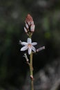 Asphodel in bloom in Portugal. Asphodelus Aestivus or Asphodelus ramosus Royalty Free Stock Photo