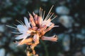 Asphodel exotic flower with blurred background Royalty Free Stock Photo