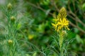 Asphodel flowers Royalty Free Stock Photo