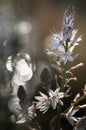Asphodel flowers and Plant with beautiful bokeh in the background Royalty Free Stock Photo