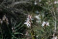 Asphodel flowers Royalty Free Stock Photo