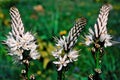 Asphodel spring flowering Royalty Free Stock Photo