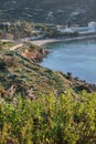 Asphodel viewed during sunup on calamosca beach from capo sant`Elia lighthouse