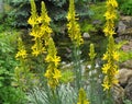 Asphodeline lutea blooms in the botanical garden Royalty Free Stock Photo
