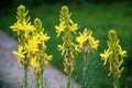 Asphodeline lutea blooms in the botanical garden Royalty Free Stock Photo